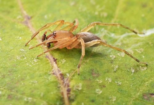Clubiona sp.